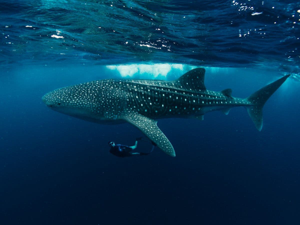 Whale shark swimming
