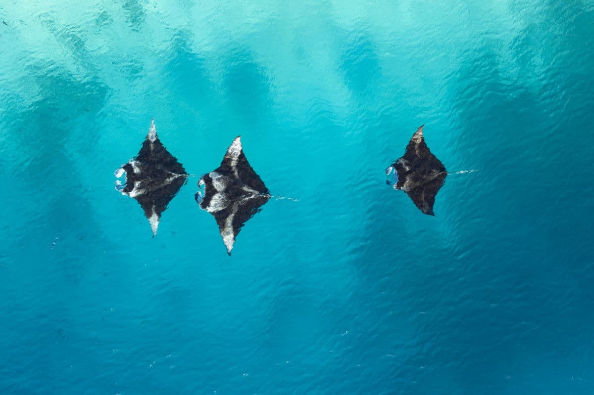 Manta ray swimming