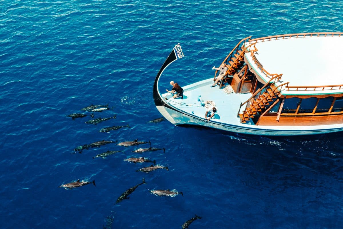 Dolphin cruise