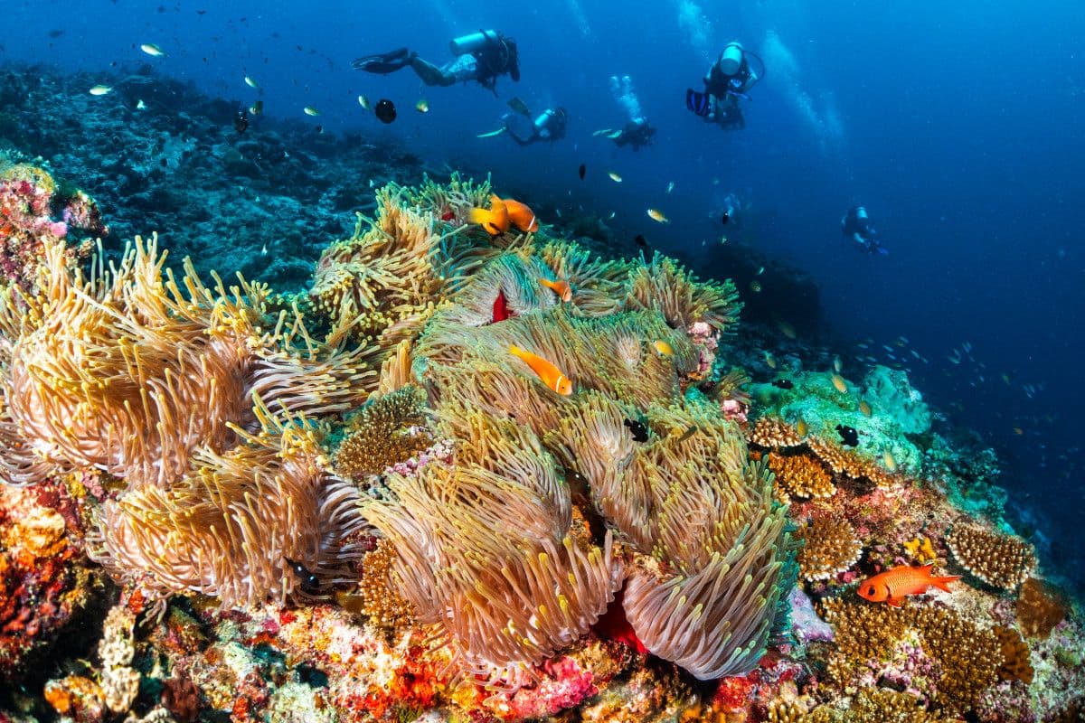 Scuba diving