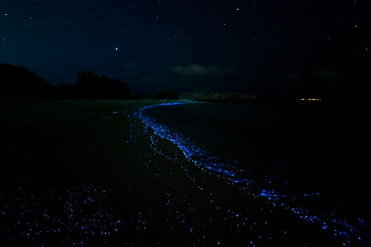 Bioluminescent beach
