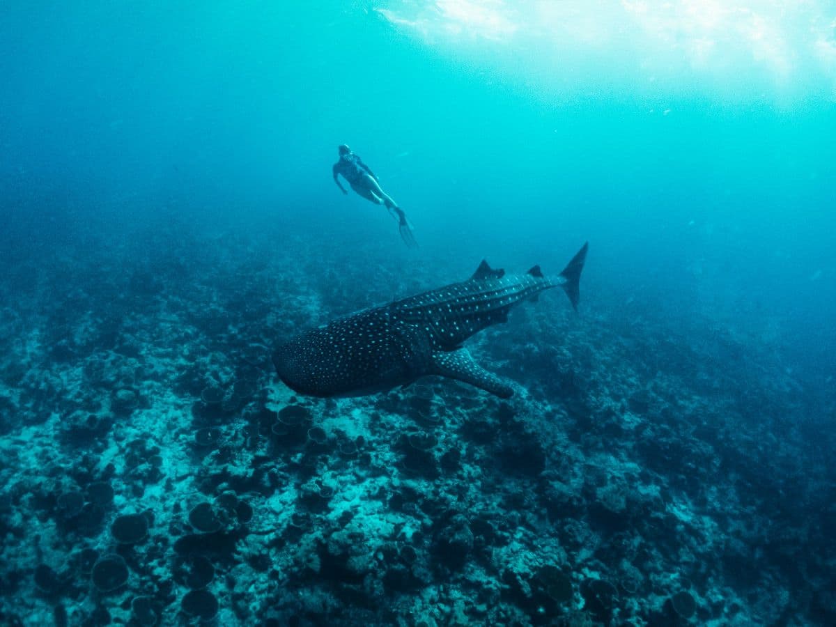 Tiger shark diving